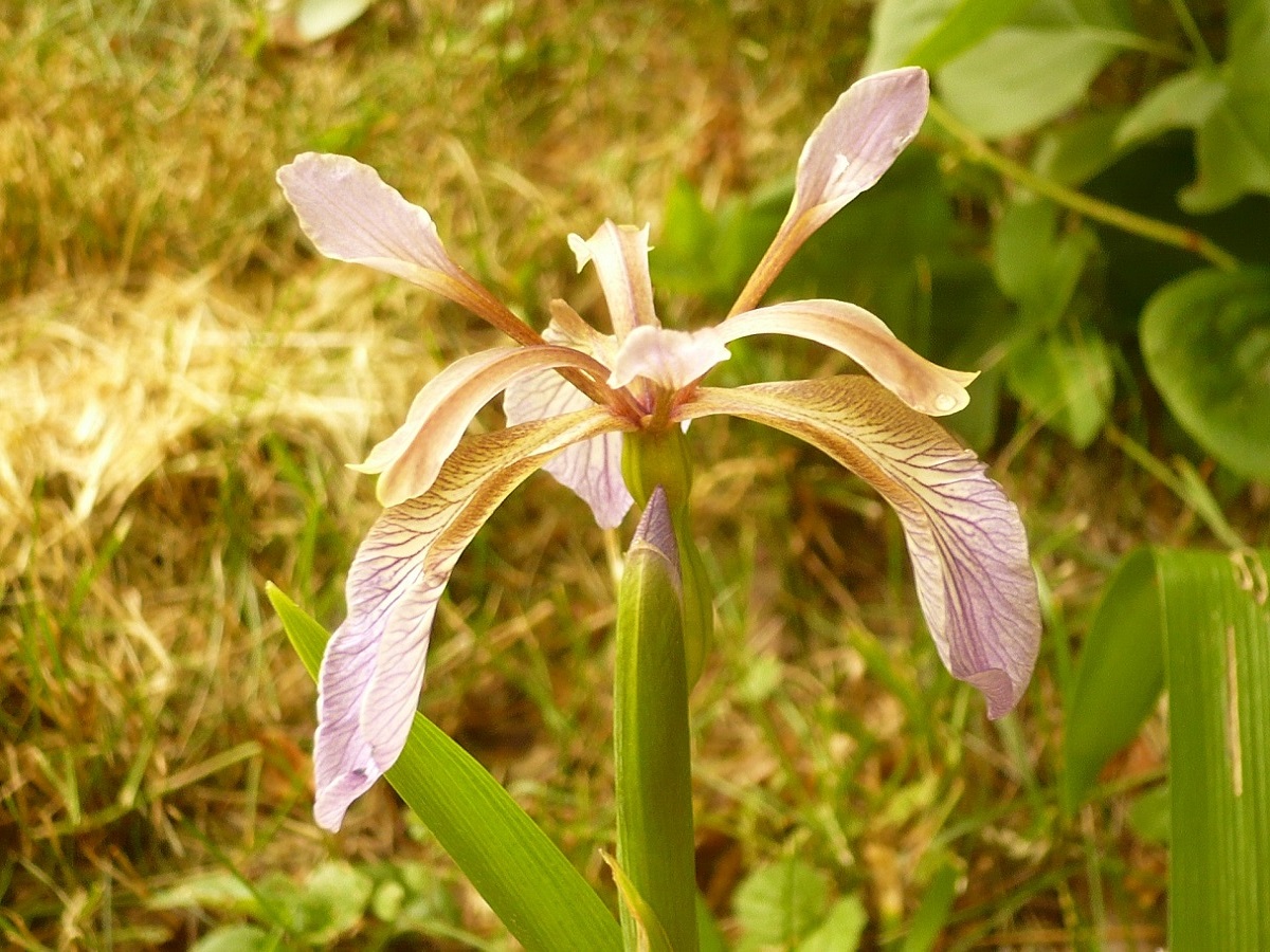 Iris foetidissima (Iridaceae)